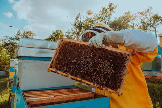 Beekeeper checking honey on the beehive frame in the field. Small business owner on apiary. Natural healthy food produceris working with bees and beehives on the apiary