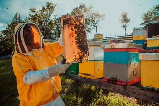 Wide shot of a beekeeper holding the beehive frame filled with honey against the sunlight in the field full of flowers.