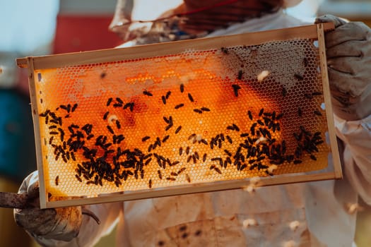 Beekeeper checking honey on the beehive frame in the field. Small business owner on apiary. Natural healthy food produceris working with bees and beehives on the apiary