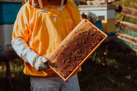 Beekeeper checking honey on the beehive frame in the field. Small business owner on apiary. Natural healthy food produceris working with bees and beehives on the apiary