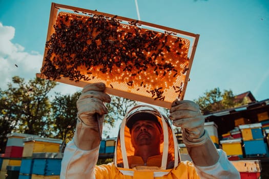 Wide shot of a beekeeper holding the beehive frame filled with honey against the sunlight in the field full of flowers.