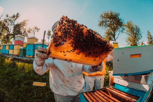 Wide shot of a beekeeper holding the beehive frame filled with honey against the sunlight in the field full of flowers.