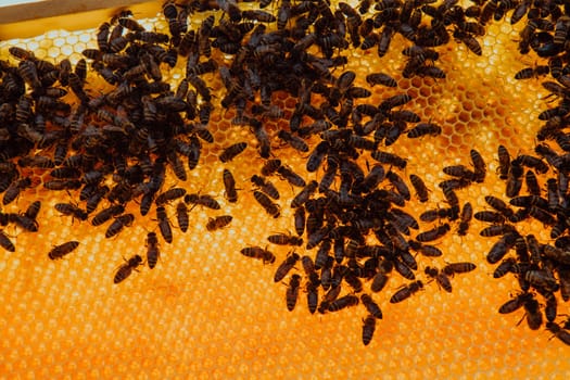 Close up honeycomb in wooden beehive with bees on it. Apiculture concept