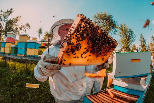 Wide shot of a beekeeper holding the beehive frame filled with honey against the sunlight in the field full of flowers.