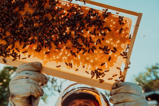 Wide shot of a beekeeper holding the beehive frame filled with honey against the sunlight in the field full of flowers.