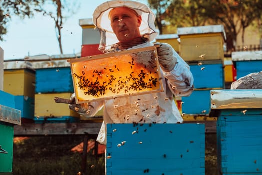 Beekeeper checking honey on the beehive frame in the field. Small business owner on apiary. Natural healthy food produceris working with bees and beehives on the apiary