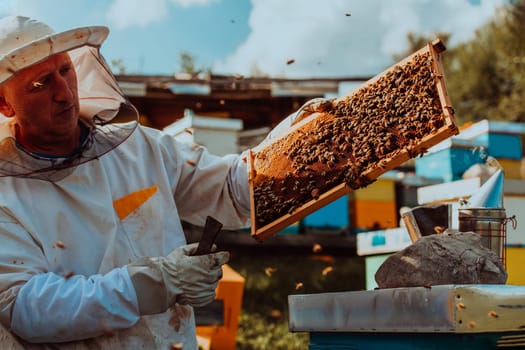 Beekeeper holding the beehive frame filled with honey against the sunlight in the field full of flowers.