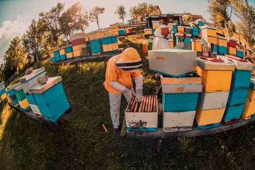 Beekeeper checking honey on the beehive frame in the field. Small business owner on apiary. Natural healthy food produceris working with bees and beehives on the apiary