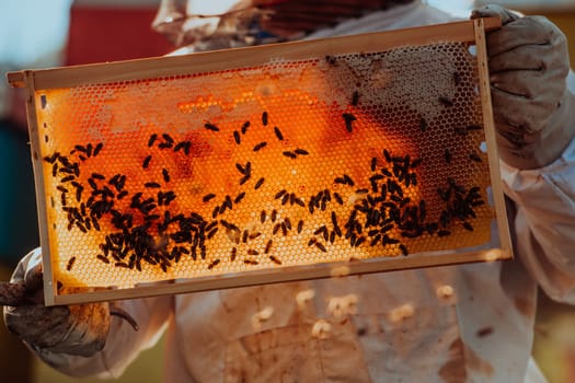 Beekeeper checking honey on the beehive frame in the field. Small business owner on apiary. Natural healthy food produceris working with bees and beehives on the apiary