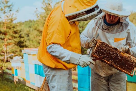 Beekeepers checking honey on the beehive frame in the field. Small business owners on apiary. Natural healthy food produceris working with bees and beehives on the apiary