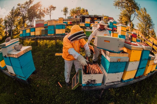 Beekeeper checking honey on the beehive frame in the field. Small business owner on apiary. Natural healthy food produceris working with bees and beehives on the apiary