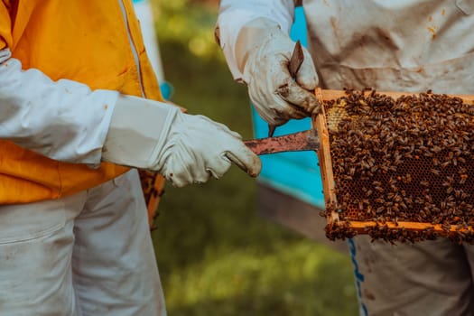 Beekeepers checking honey on the beehive frame in the field. Small business owners on apiary. Natural healthy food produceris working with bees and beehives on the apiary