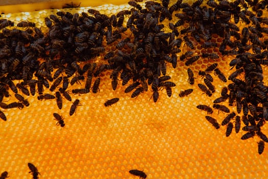 Close up honeycomb in wooden beehive with bees on it. Apiculture concept