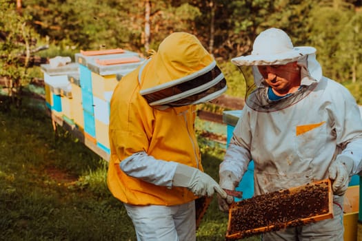 Beekeepers checking honey on the beehive frame in the field. Small business owners on apiary. Natural healthy food produceris working with bees and beehives on the apiary