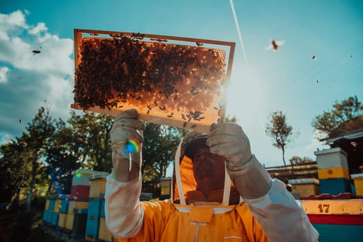 Wide shot of a beekeeper holding the beehive frame filled with honey against the sunlight in the field full of flowers.