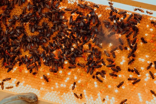 Close up honeycomb in wooden beehive with bees on it. Apiculture concept