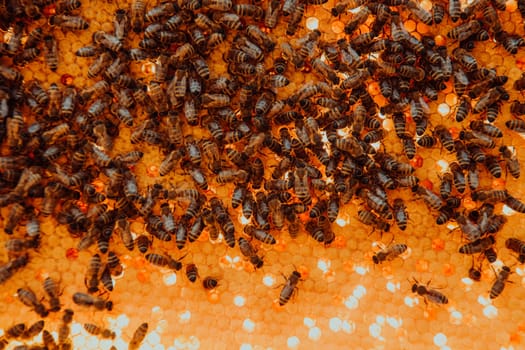 Close up honeycomb in wooden beehive with bees on it. Apiculture concept