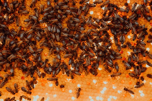 Close up honeycomb in wooden beehive with bees on it. Apiculture concept