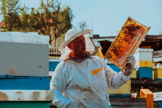 Beekeeper checking honey on the beehive frame in the field. Small business owner on apiary. Natural healthy food produceris working with bees and beehives on the apiary