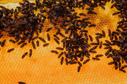 Close up honeycomb in wooden beehive with bees on it. Apiculture concept