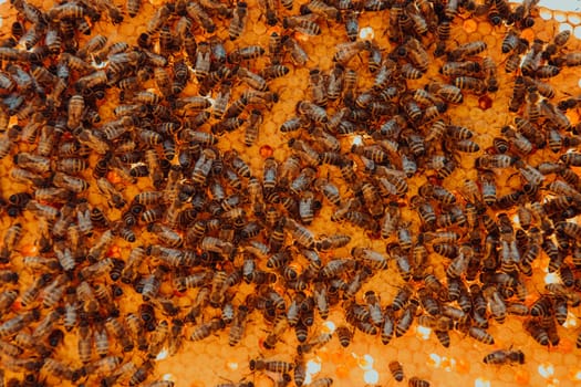 Close up honeycomb in wooden beehive with bees on it. Apiculture concept