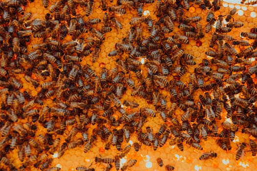 Close up honeycomb in wooden beehive with bees on it. Apiculture concept