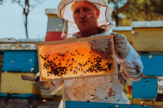 Beekeeper checking honey on the beehive frame in the field. Small business owner on apiary. Natural healthy food produceris working with bees and beehives on the apiary