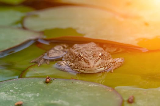 frog leaf water lily. A small green frog is sitting at the edge of water lily leaves in a pond.