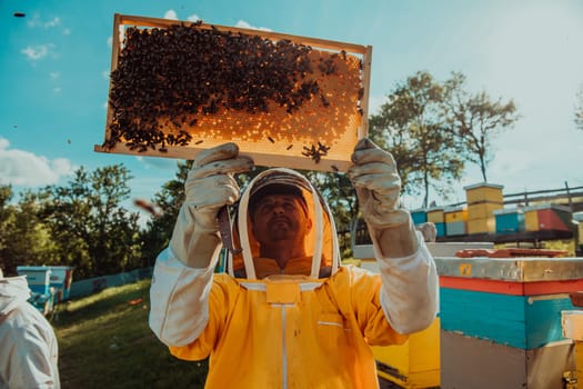 Wide shot of a beekeeper holding the beehive frame filled with honey against the sunlight in the field full of flowers.