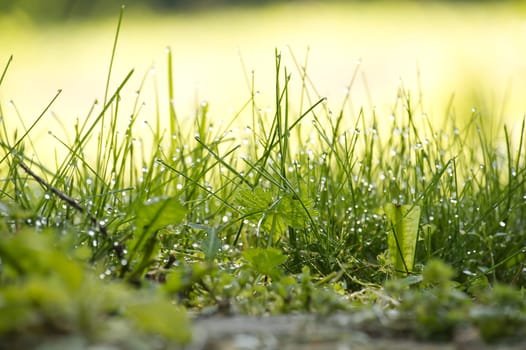 Close up view of a vibrant green field of grass covered in glistening water droplets, background is out of focus, contributing to a tranquil atmosphere