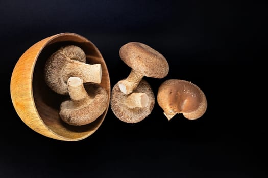 Wooden bowl sits against a stark black background, containing fresh shiitake mushrooms, health food and pharmacological properties, Lentinula edodes