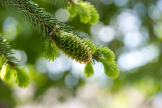 Green fir cone on a fir tree branch, young fir cone showing a green hue with hints of pink at its tips over blurred background with light spots