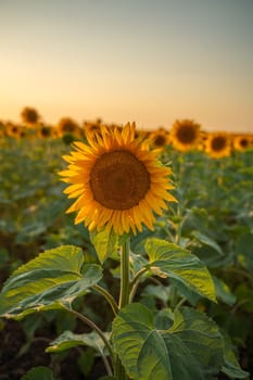 Field sunflowers in the warm light of the setting sun. Summer time. Concept agriculture oil production growing