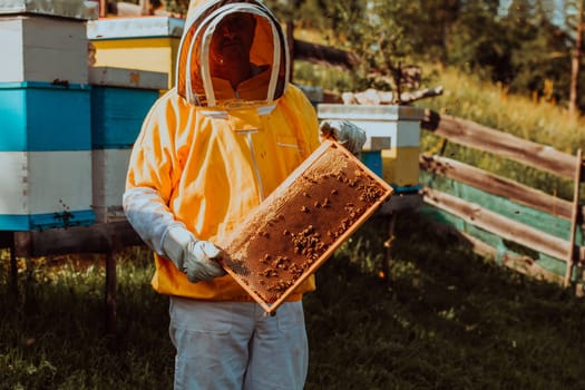 Beekeeper checking honey on the beehive frame in the field. Small business owner on apiary. Natural healthy food produceris working with bees and beehives on the apiary