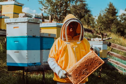 Beekeeper checking honey on the beehive frame in the field. Small business owner on apiary. Natural healthy food produceris working with bees and beehives on the apiary