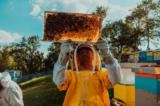 Wide shot of a beekeeper holding the beehive frame filled with honey against the sunlight in the field full of flowers.