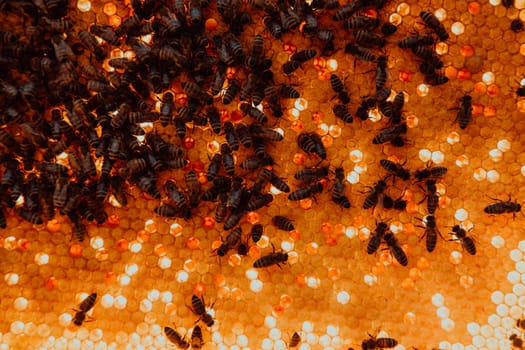 Close up honeycomb in wooden beehive with bees on it. Apiculture concept