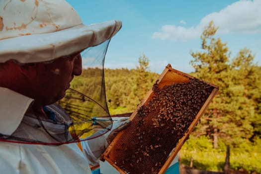 Beekeeper checking honey on the beehive frame in the field. Small business owner on apiary. Natural healthy food produceris working with bees and beehives on the apiary