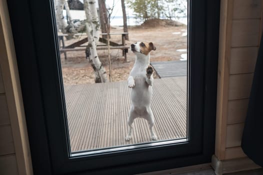The dog stands at the patio window and asks to go inside the house