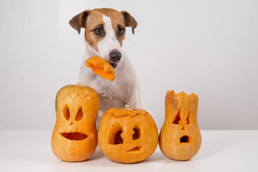 Jack Russell Terrier dog holding a jack-o-lantern pumpkin hat on a white background