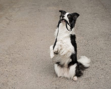 Border collie holding leash in mouth outdoors