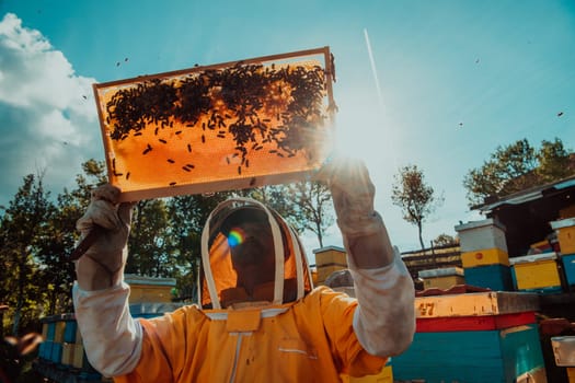 Wide shot of a beekeeper holding the beehive frame filled with honey against the sunlight in the field full of flowers.