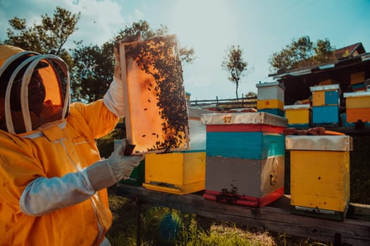 Wide shot of a beekeeper holding the beehive frame filled with honey against the sunlight in the field full of flowers.