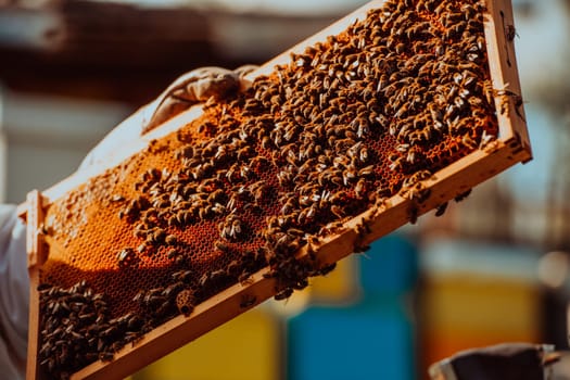 Beekeeper holding the beehive frame filled with honey against the sunlight in the field full of flowers.