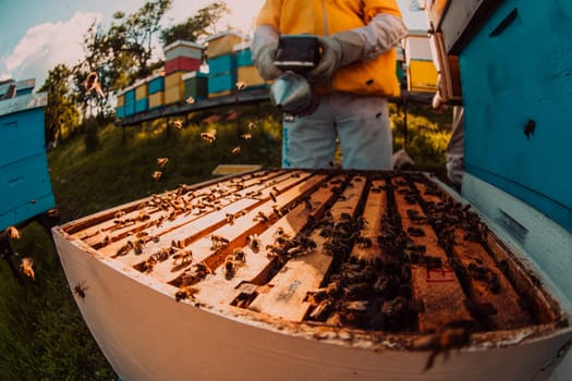 Beekeeper checking honey on the beehive frame in the field. Small business owner on apiary. Natural healthy food produceris working with bees and beehives on the apiary