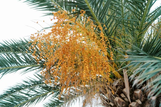 Large bunch of ripe yellow dates grows on a date palm surrounded by green leaves. High quality photo