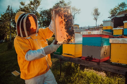 Wide shot of a beekeeper holding the beehive frame filled with honey against the sunlight in the field full of flowers.