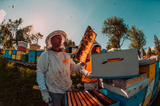 Beekeeper checking honey on the beehive frame in the field. Small business owner on apiary. Natural healthy food produceris working with bees and beehives on the apiary