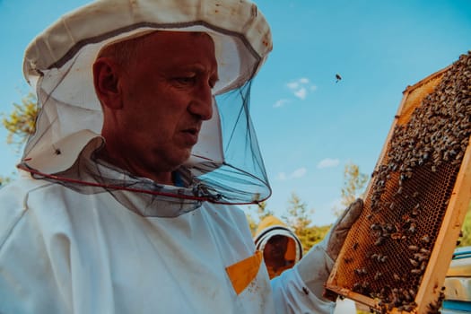 Beekeeper checking honey on the beehive frame in the field. Small business owner on apiary. Natural healthy food produceris working with bees and beehives on the apiary