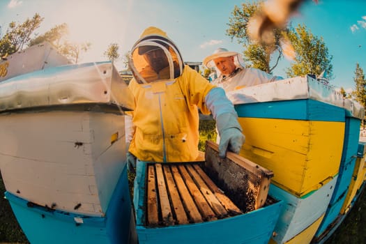 Beekeeper checking honey on the beehive frame in the field. Small business owner on apiary. Natural healthy food produceris working with bees and beehives on the apiary